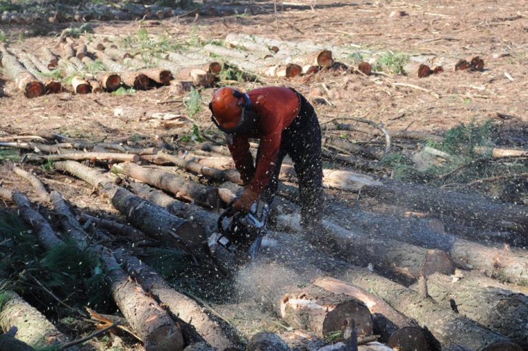 Seguridad Laboral: SRT, gremio y empresas forestales presentaron datos de relevamientos de condiciones de trabajo forestal en Entre Ríos