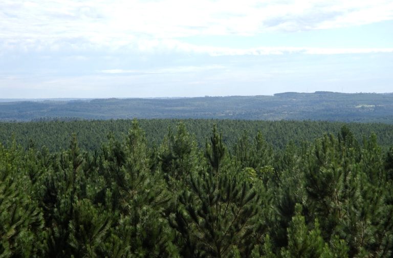 Economía verde | Empresarios y profesionales conformaron la primera Mesa de Carbono Forestal Nacional