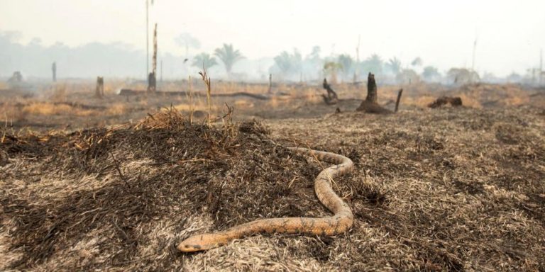 Aún no se tendrían cifras de la cantidad de animales que mueren a causa de los incendios que devoran la Amazonía