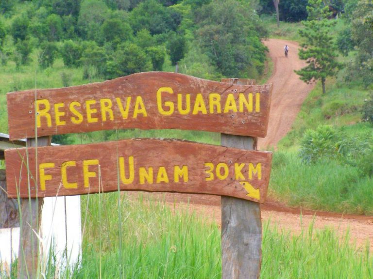 Un árbol gigante de la Reserva de Usos Múltiples Guaraní de la UNaM será visitado por la comitiva paraguaya de Colosos de la Tierra