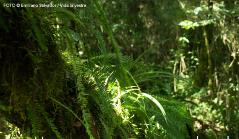 Conservación: crearon en Andresito la nueva reserva natural «Alto Iguazú», donada por la Fundación Vida Silvestre Argentina a Parques Nacionales