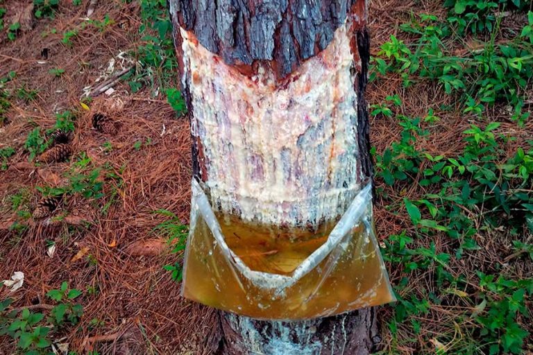 España: Realizarán una expedición técnica y comercial al sector resinero de Brasil, nuevo líder internacional en producción de resina natural de pino