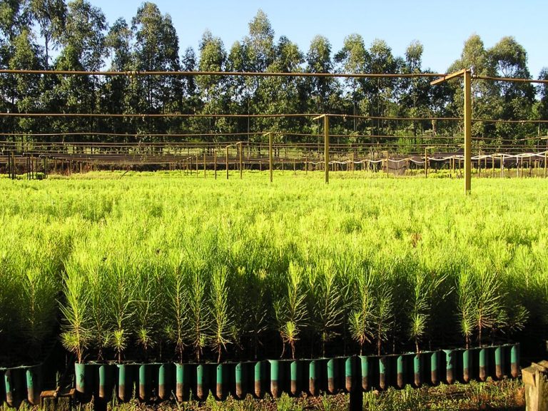 Ley 25.080: Agroindustria informó nuevos pagos de planes forestales por más de 171 millones de pesos para productores de 16 provincias argentinas
