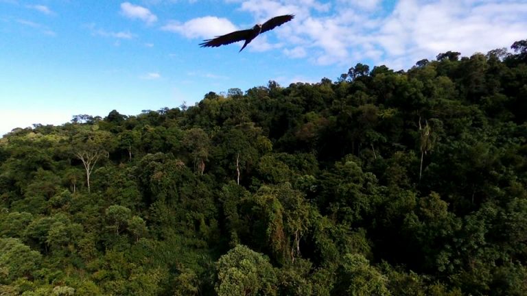 Selva Misionera: el Parque Provincial Urugua-í es reconocido a nivel mundial como un área de importancia para la conservación de las aves