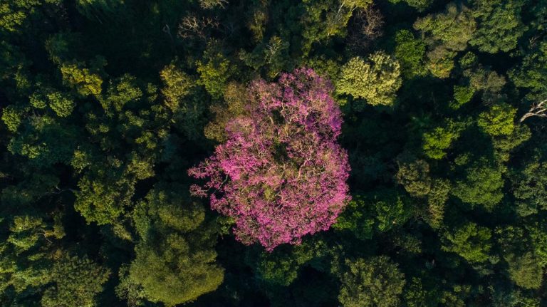 AFoA cumple 75 años y celebrará su compromiso forestal nacional con la plantación de 15 lapachos en la costanera de Posadas