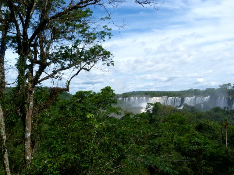 Argentina tiene a la Selva Misionera, dispone de tierras y de un gran potencial para forestar y aportar al equilibrio global del clima