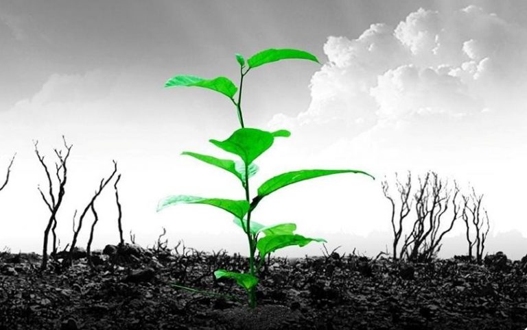 La ONG A Todo Pulmón Paraguay Respira lanzó una campaña nacional de plantación masiva de árboles en septiembre