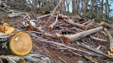 Polémica ambiental en Tierra del Fuego por obras del Corredor del Beagle: “El proyecto debe revisarse, hay tramos de la obra que son innecesarios”, dijo el gobernador electo Gustavo Melella