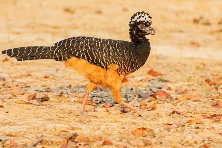 El Muitú regresa al país desde Brasil, tras su extinción hace 40 años
