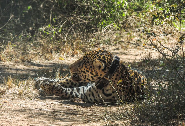 Especialistas realizarán monitoreo al fabuloso ejemplar de yaguareté que habita en el Parque Nacional El Impenetrable