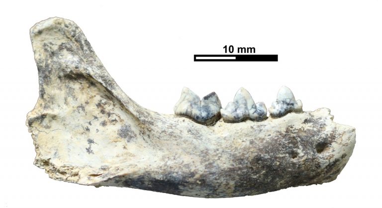Investigadores de la UNNE-CONICET obtienen el primer registro fósil de un ocelote de la Mesopotamia de más de 10 mil años de antigüedad