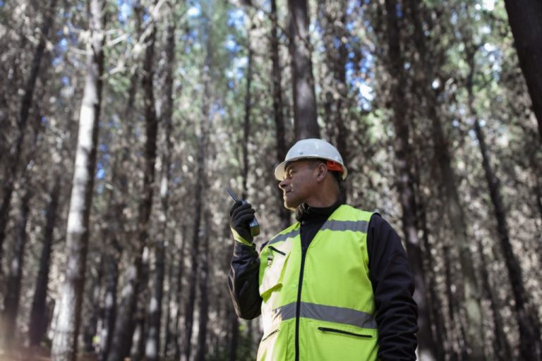 Compras verdes de fondos de inversión en Chile: ¿cuáles son los cambios de estrategias del negocio de las grandes corporaciones forestales?