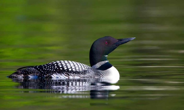 Un 64% de las aves de Norteamérica podrían desaparecer por el calentamiento global