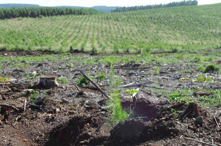 Seguro Verde: la Nación aprobó nuevos listados de pagos del incentivo forestal por 170 millones de pesos