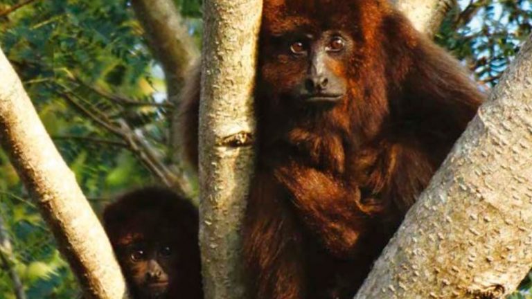 El carayá rojo que habita la Selva Misionera está entre los 25 primates más amenazados del mundo
