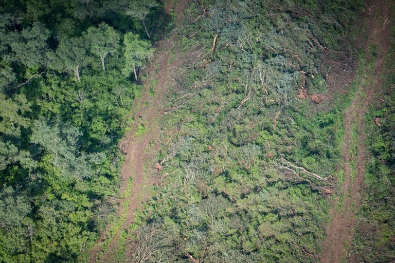 La Ley de Bosques, cada vez más desfinanciada
