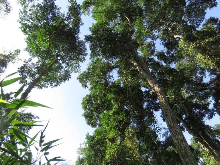 Convocaron a la comunidad de Iguazú a la presentación del proyecto de ampliación del Loi Suites en las 600 hectáreas