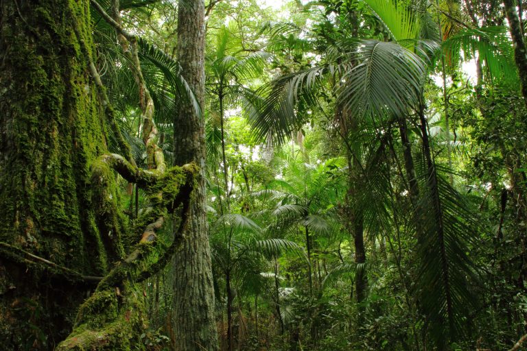 Agenda Virtual: Ivo Götz disertará sobre Manejo Naturalista Adaptado para Bosques Subtropicales de Misiones