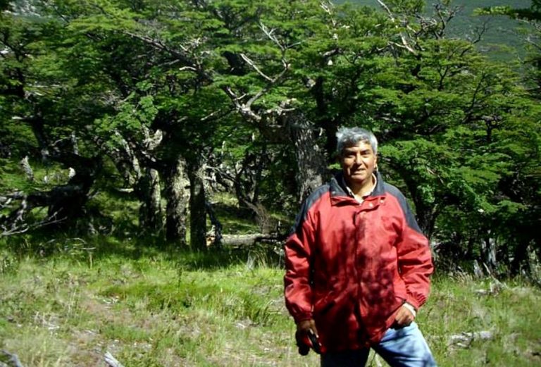 Plantaciones forestales y Bosques Nativos: potencial 2030 y realidad 2020