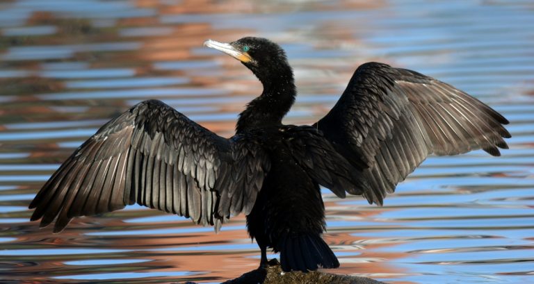 En el litoral argentino tenemos un cormorán: el conocido Biguá