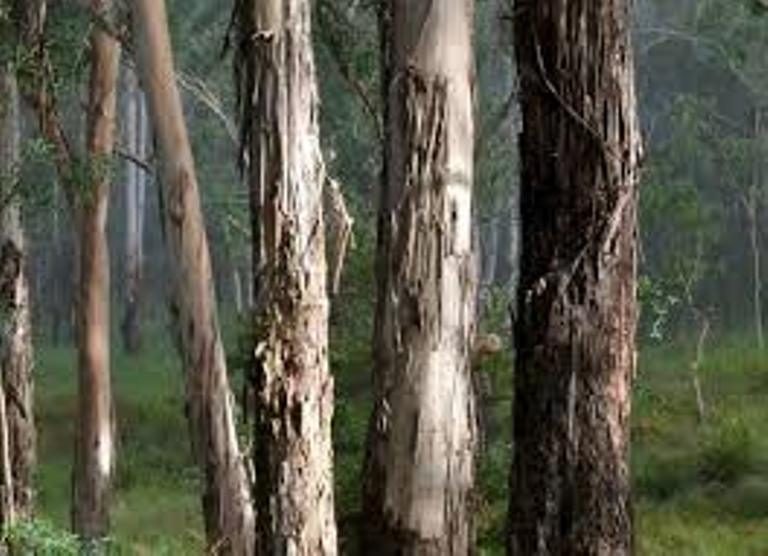 El Eucalyptus dunnii sería el menos eficiente en la producción de madera