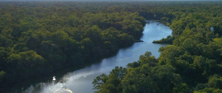 El Gran Chaco es una ecorregión de las más amenazadas del planeta: 55 ONGs e instituciones de la ciencia lanzaron una campaña exigiendo su protección en la Argentina