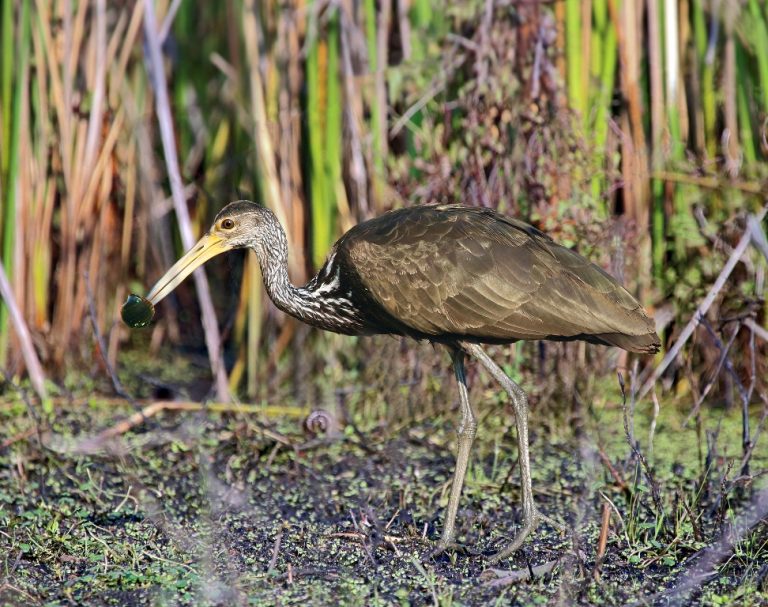 Entre misterios y leyendas, el Carau es una de las aves acuáticas más conocidas de los humedales del norte argentino
