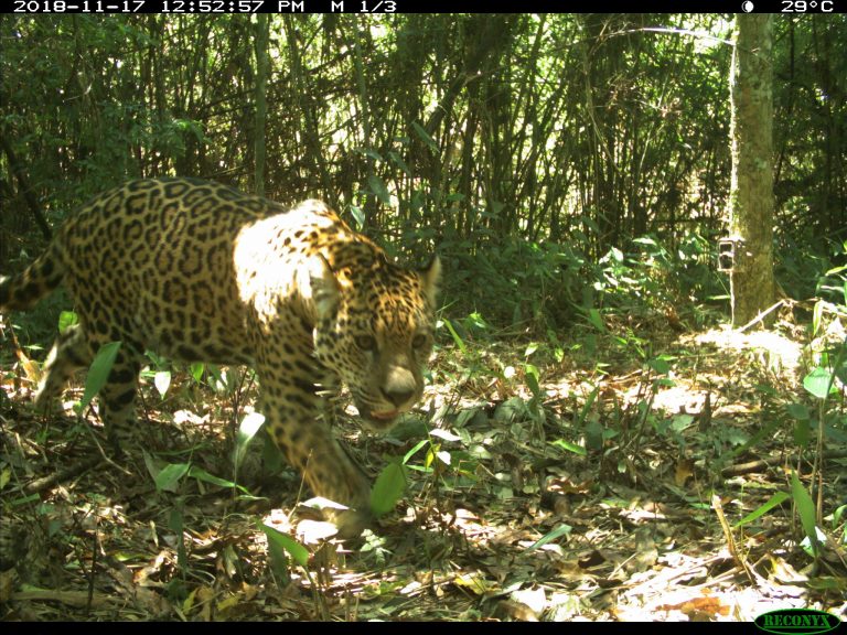 Arauco Argentina es la primera empresa forestal del país certificada FSC por la conservación de especies amenazadas y reconocida por los servicios ecosistémicos que brindan sus reservas naturales