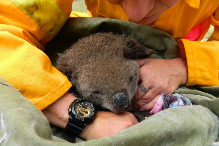 La ONG protectora de koalas en Australia sostiene que la especie «está funcionalmente extinta» en el país tras los incendios