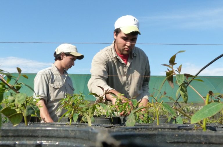 FSC Latinoamérica: “El programa de certificación forestal de Misiones expresa una voluntad de innovación y liderazgo de gran importancia para la región”