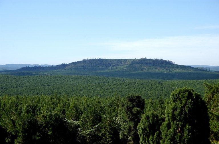Webinar sobre Madera y Sustentabilidad «FSC en la Argentina»