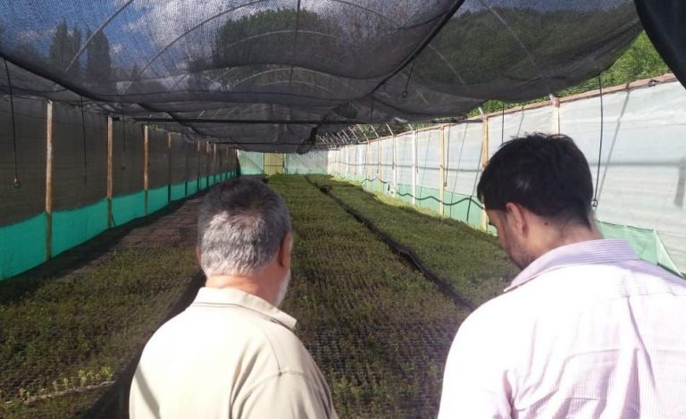 Patagonia forestal: Chubut lanzó un plan de manejo y plantaciones con una inversión de 31 millones de pesos