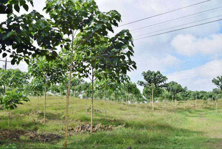 Enrique García, de Ecuador: «Las plantaciones forestales comerciales manejadas correctamente tendrán uso continuo bajo conceptos de sustentabilidad»