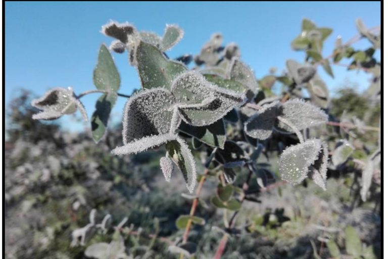 Eucalyptus benthamii, una especie que presenta respuestas alentadoras como alternativa de cultivo frente a las heladas