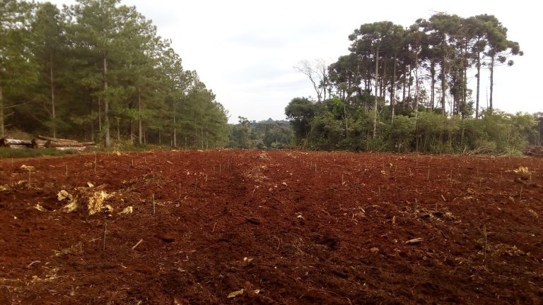 Araucaria angustifolia: un gigante de la selva misionera que se encuentra bajo una iniciativa de manejo, conservación y mejora en el INTA