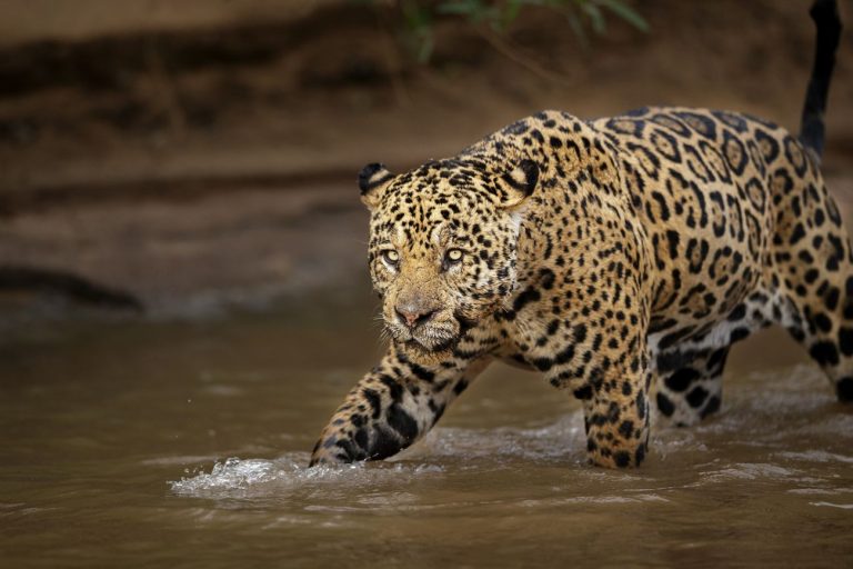 De las 395 especies de mamíferos registradas en la Argentina, un 24% están amenazadas o en peligro de extinción