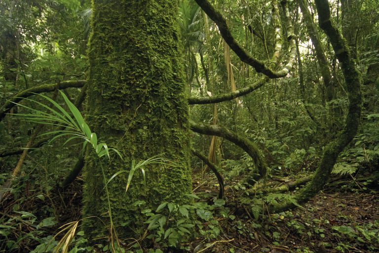 La Selva Misionera es el ambiente con mayor biodiversidad del país y se descubren nuevas especies en forma permanente