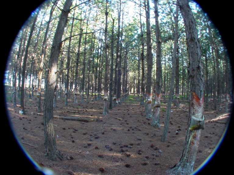 Pequeños forestadores de Misiones podrían mejorar su rentabilidad desarrollando «una cuenca productora de resina» de pino para exportación