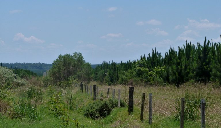 Corrientes: el proyecto forestal Santo Domingo logró reducir 452 mil toneladas de dióxido de carbono en 12 años