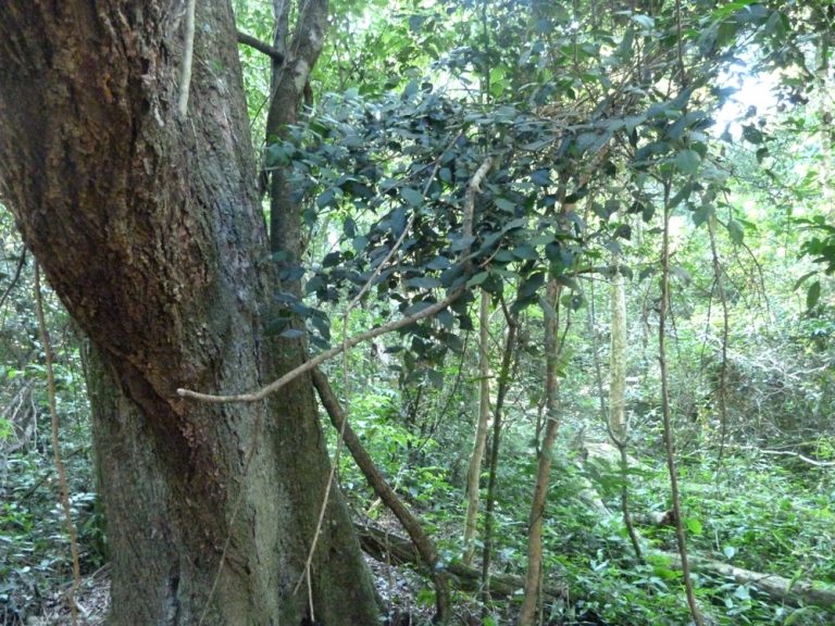 Mercado de carbono forestal | Argentina frente al desafío de avanzar en la seguridad jurídica y transparencia internacional para el potencial desarrollo de proyectos