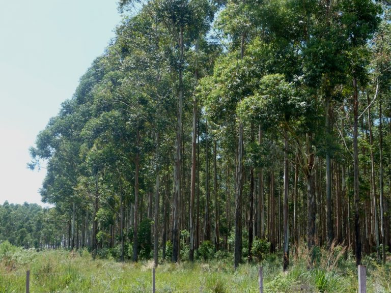 GMF Latinoamericana desarrolla seis proyectos forestales en Argentina de créditos de carbono para mitigar el cambio climático