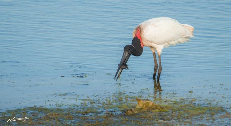 Formosa: impactantes imágenes de mortandad masiva de peces en el Bañado La Estrella ante la extrema bajante de las aguas