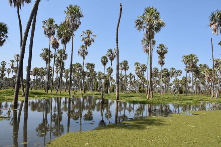 Argentina | Ambiente prorrogó la Estrategia Nacional sobre Biodiversidad e incorporó ejes transversales y estratégicos para un abordaje alineado a los ODS