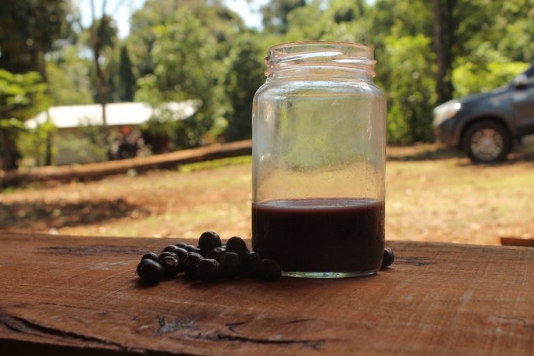 Selva Misionera: sistemas agroforestales y frutales nativos surgen como una herramienta productiva y de conservación de gran potencial desde la agricultura familiar 