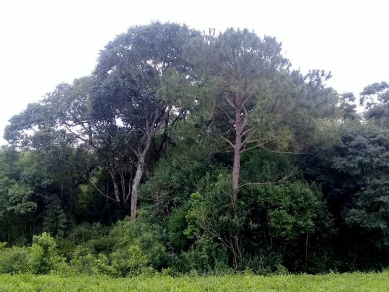 Recomiendan un plan de manejo de pino en Misiones para que “no invadan” áreas de bosques nativos y humedales   