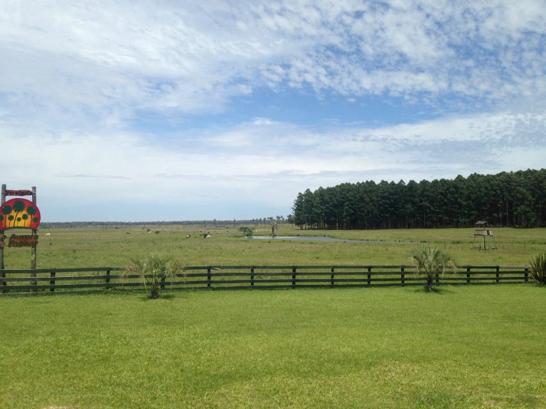 Entre Ríos | Dictan nueva diplomatura en Cadena Foresto-industrial