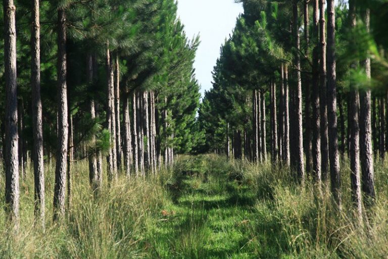 Buenos Aires: en el tradicional Encuentro Anual Forestal y Foresto-industrial de AFoA presentarán hoy lineamientos del Plan Estratégico 2030