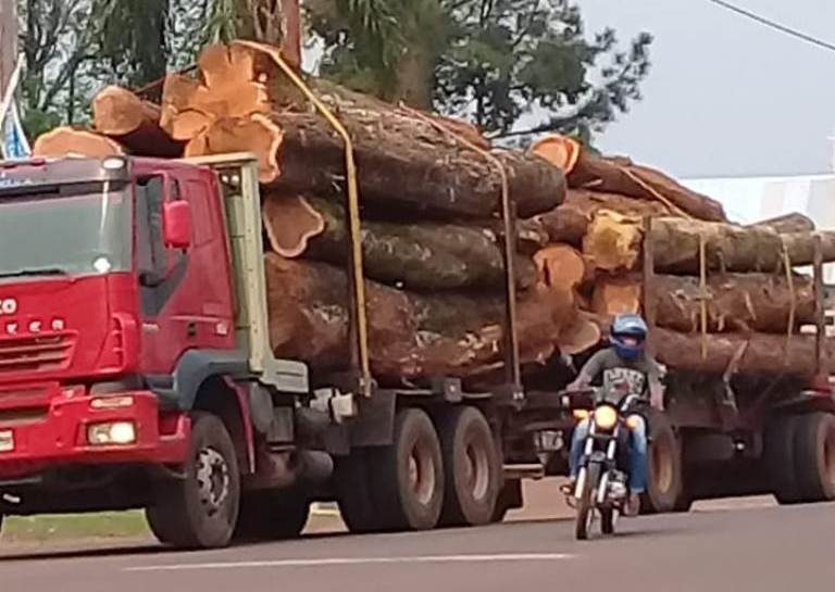 ¿Cuántos árboles de la selva misionera se extraen con planes de aprovechamiento autorizados en Misiones?