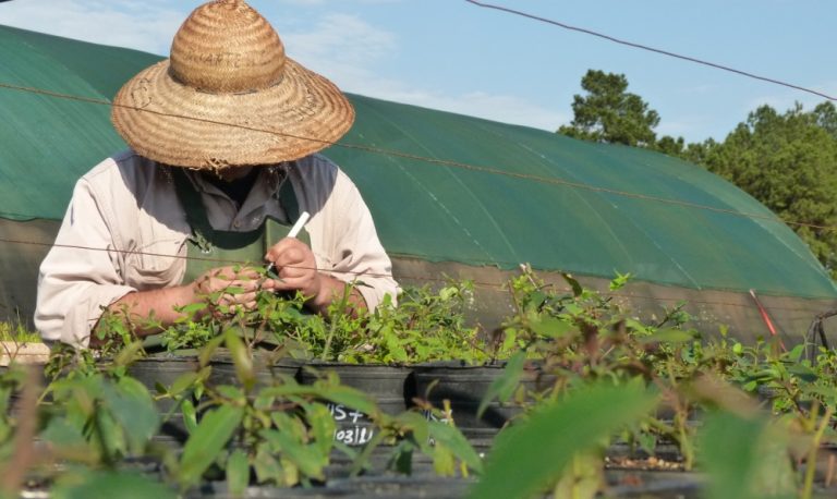 #NavidadNatural en Misiones: Ecología adhiere a la campaña e invita a visitar los viveros forestales registrados, aliados estratégicos para el cuidado del ambiente