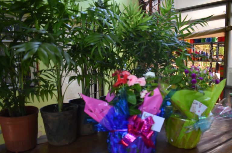 #NavidadNatural | Vida Silvestre comparte ideas para festejar fin de año de una manera sustentable